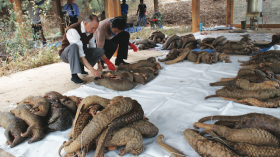 pangolin corpses are inspected by a researcher. 