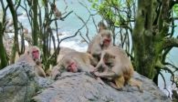 Macaques Grooming