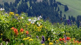 Wildflowers Rocky Mountains 