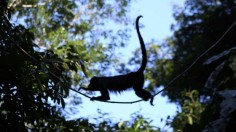 Mexican Holwer Monkeys