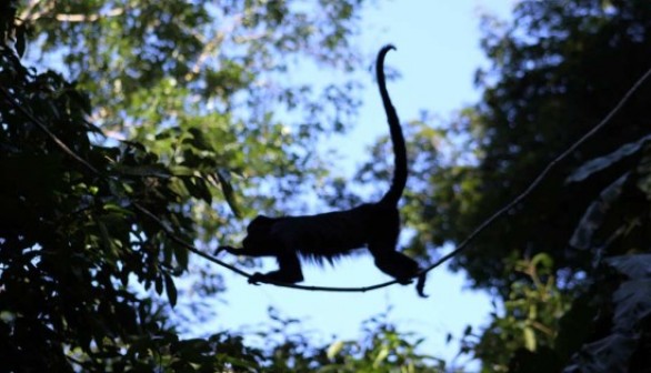 Mexican Holwer Monkeys