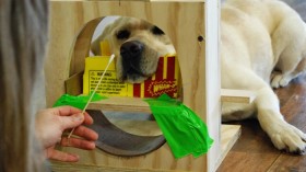 Kady, a lab involved in the study, shown training for the experiment in a mock-up scanner.