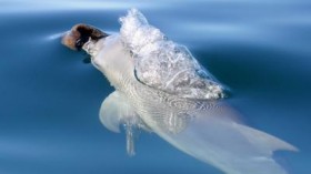 bottlenose dolphins 