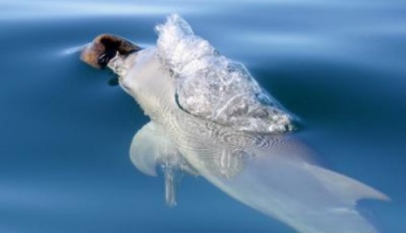 The bottlenose dolphin in the photo is using a sea sponge to protect its beak. 