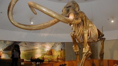 Columbian mammoth in the Page Museum at the La Brea Tar Pits, Los Angeles.