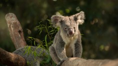 A KOALA ON A BRANCH AT QUEENSLAND ZOO (WILDLIFE HQ) 