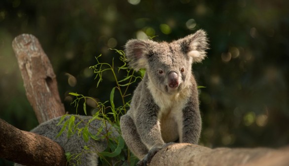 A KOALA ON A BRANCH AT QUEENSLAND ZOO (WILDLIFE HQ) 