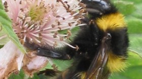 Queen Bombus hortorum on blackberry -- common garden bumblebee 