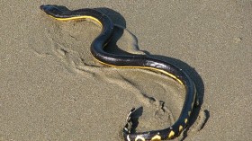 Pelamis platura, commonly known as the yellow-bellied sea snake