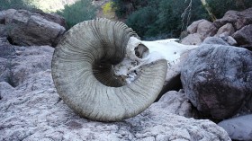  A bighorn sheep skull from Tiburón Island.