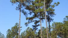 loblolly pine tree 