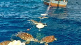 Dead turtles caught in a net. 