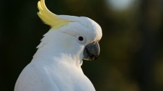 Cockatoo