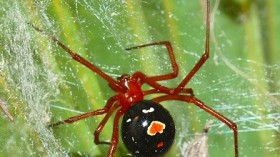 Red widow spider 