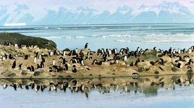 Adelie penguins