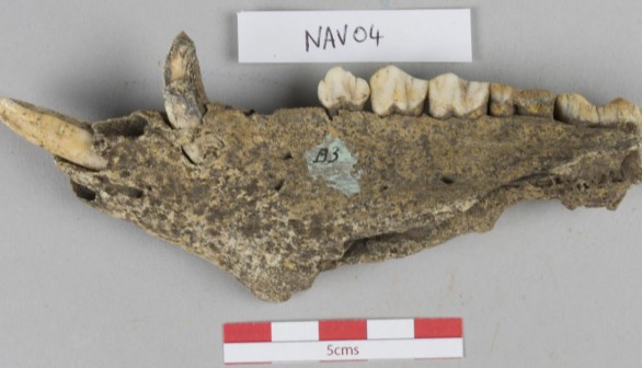 ONE OF THE ANALYSED PIG JAWS FOR THE STUDY