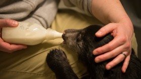 hand-reared sloth bear 