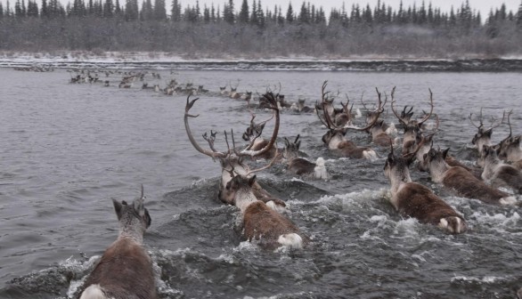 Caribou Crossing Water