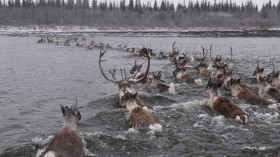 Caribou Crossing Water