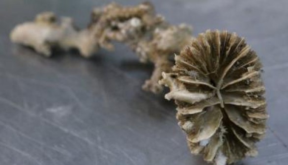 Fossil Cold-Water Coral Desmophyllum dianthus 