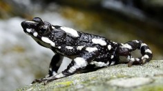 Harlequin Toad