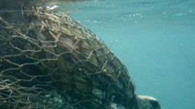 bycatch, sea turtle 