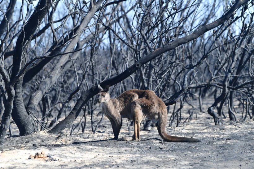 A kangaroo is seen at the Flinders Chase National Park in a bushfire-affected area on Kangaroo Island