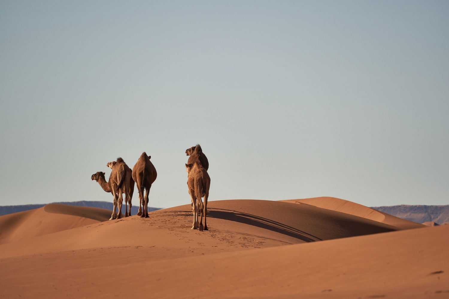 More Than 10,000 Camels Might Be Shot For "Drinking Too Much Water