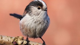  long-tailed tit (Aegithalos caudatus)