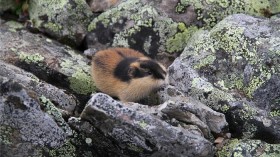 Norwegian lemming