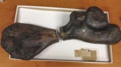 The two partial limb fossils from the ancient sea turtle Atlantochelys mortoni fit together perfectly, leaving little room for doubt that they are from the same bone. 