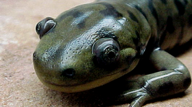 tiger salamander