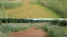 water fern (Azolla filiculoides)