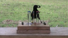 Crows understand water displacement at the level of a small child.