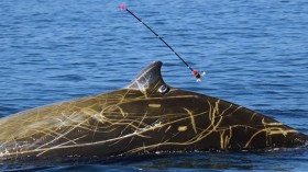  Cuvier's beaked whale