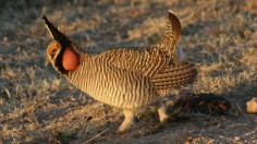 A lesser prairie-chicken is seen in this undated handout photo from the U.S. Fish and Wildlife Service (USFWS).