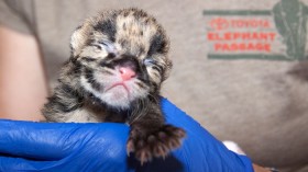 clouded leopard (Neofelis nebulosa)