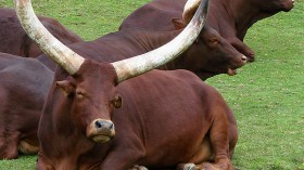 Pictured is the Ankole-Watusi, also known as Ankole longhorn, a breed of cattle originally native to Africa