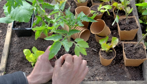 seedlings in peat pots