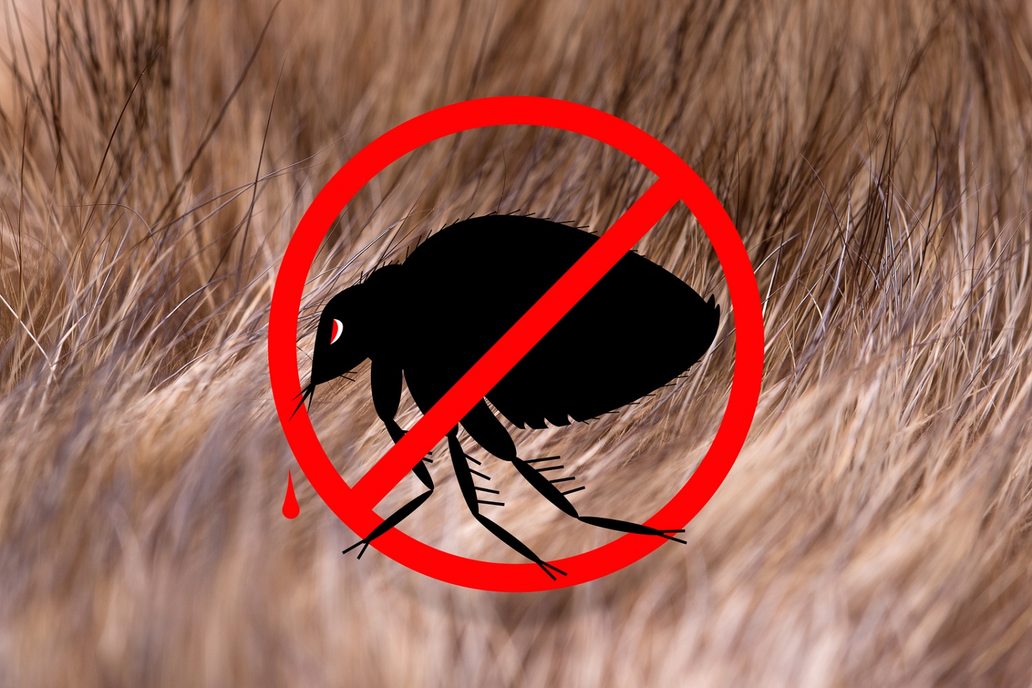 4 Diseases That Are Transmitted By Fleas Nature World News