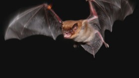 Big Brown Bat 