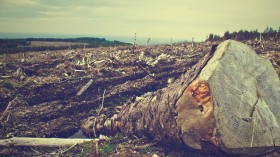 Main Threats of Deforestation