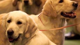 Golden Retrievers to Take Part in Lifetime Canine Cancer Study