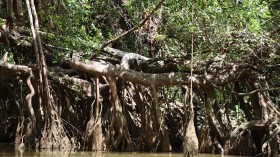 The Complicated Relationship of Hurricanes and Mangroves 