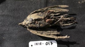 Frozen Bird Found in Siberia is a 46,000-Year-Old Horned Lark, Scientists say