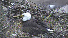 Pittsburgh, Pa. bald eagle 