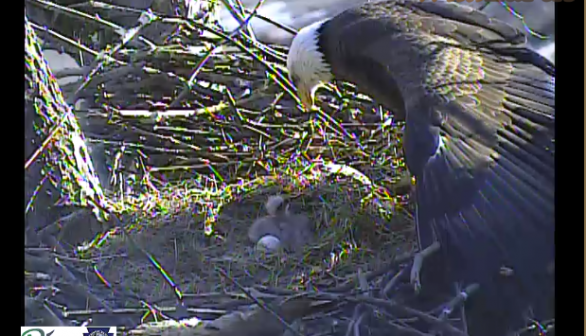 Bald Eagle with chicks 