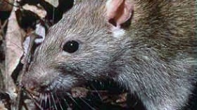 Genome Study Reveals How Rats Conquered New York City 