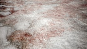 Spooky 'blood snow' invades Antarctic island