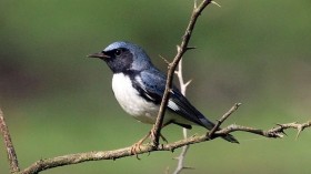Global Warming Impacts Migration Pattern of  Black-Throated Warbler 